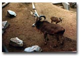 Mountain Goat, San Diego Zoo